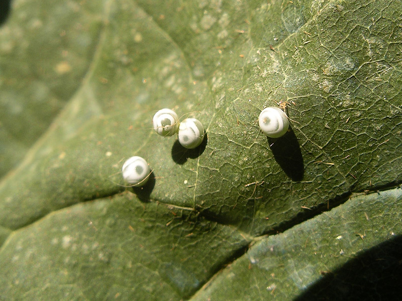 Gastropacha quercifolia